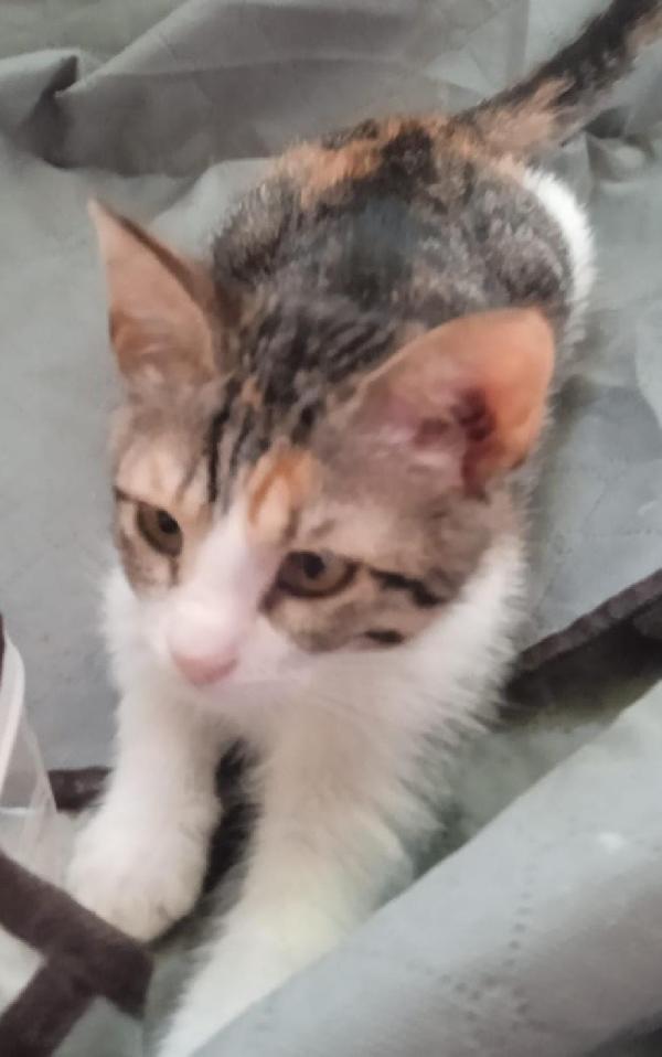 LILLY, gattina di 4 mesi a Biella Foto 2